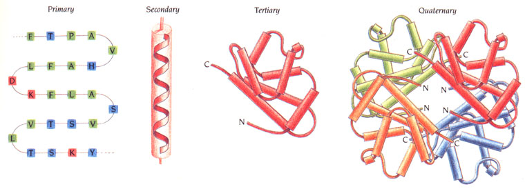 Protein structure